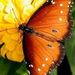 Profile Picture of Joanne Graci-Paternoster (@jpaterno) on Pinterest