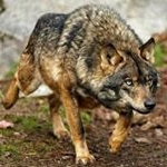 Profile Picture of Jim Sloss (@lone_wolf_41) on Instagram