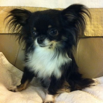 Profile Picture of Starla The Chihuahua (@Starlathechi) on Twitter