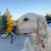 Profile Picture of Fiona (@fiona.wyles) on Tiktok