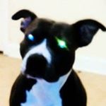 Profile Picture of Shea Finkelsen (@sheafinkelsen) on Instagram