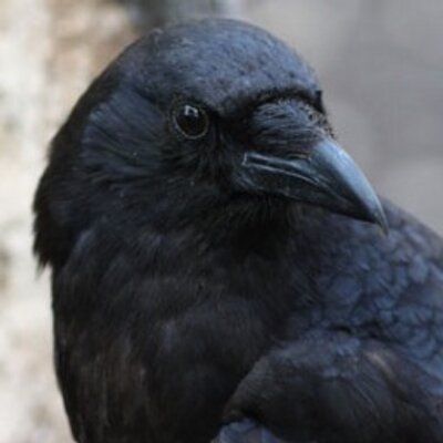 Profile Picture of Jim Bowles (@BCJimB) on Twitter