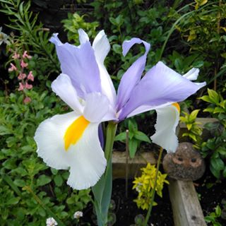 Profile Picture of Iris King (@iris.king.56) on Facebook