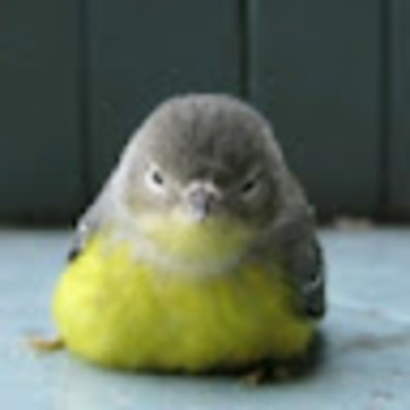 Profile Picture of C Chan (@oishrimphead) on Poshmark