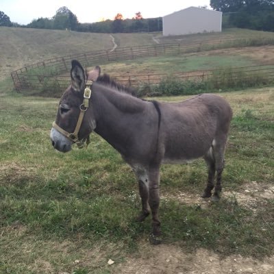 Profile Picture of Champagne Andre (@GiantAndre3000) on Twitter
