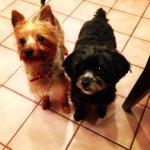 Profile Picture of Lynn Lalagos (@bzshopr) on Instagram