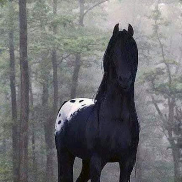 Profile Picture of Henne David (@hennedavid) on Poshmark