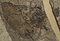 Profile Picture of Volaticotheriumon Wikipedia