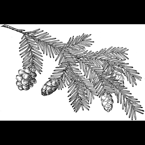 Profile Picture of James Huish (@jameshuish) on Poshmark