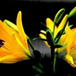 Profile Picture of NEELY (@neelyguyettenk2) on Instagram