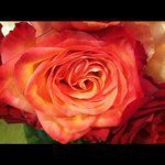 Profile Picture of Suzanne Colby (@suzanne_707) on Instagram