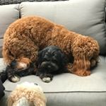 Profile Picture of Leo And Effie Schatzman (@leo.effieschatzman) on Instagram