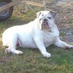 Profile Picture of Stephanie Hackworth (@stephaniehackworth) on Instagram