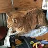 Profile Picture of Sam Krenshaw (@user4400108168352) on Tiktok