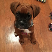 Profile Picture of Chris Louis (@ChrisLouis-cy7md) on Youtube