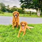 Profile Picture of Beth Mcdaniel (@simba_and_nala_of_dc) on Instagram