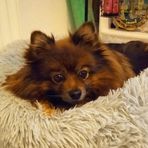 Profile Picture of Joseph Izzo (@Joseph-Izzo) on Facebook