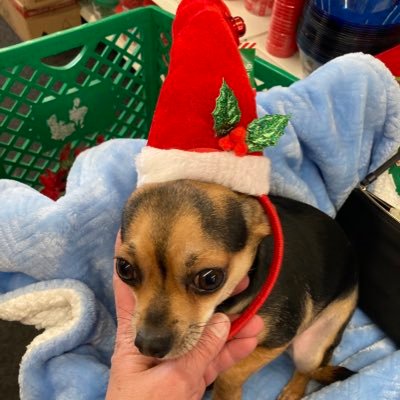 Jacqueline Compitello - Twitter Profile Picture of Jacqueline Compitello (@Jacquel29383581) on Twitter