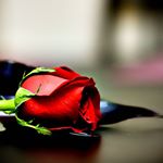 Profile Picture of Anja Thomas (@thomasanja87) on Instagram