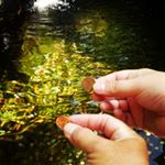 Profile Picture of Sue Pitcher (@13suzyp) on Instagram