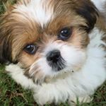 Profile Picture of Lucy the Shih Tzu (@lucytzu) on Instagram