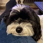 Profile Picture of David Ditillo (@brooklyndnsouth) on Instagram