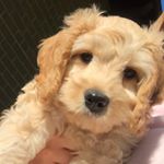 Profile Picture of Kevin Beans Hanus (@kevinthekutie) on Instagram