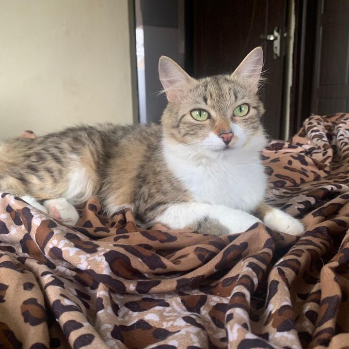 Profile Picture of wileycat1 (@wileycat1) on Tiktok