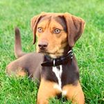 Profile Picture of B A X T E R| 2yr | UK 🇬🇧 (@baxterbarrett2017) on Instagram