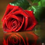 Profile Picture of Amal Alawami (@Amal-Al-awami) on Facebook