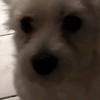 Profile Picture of David Guth (@@magicdragonsk) on Tiktok