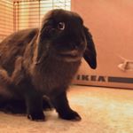 Profile Picture of Donna🐰💕 (@donna.the.lop) on Instagram