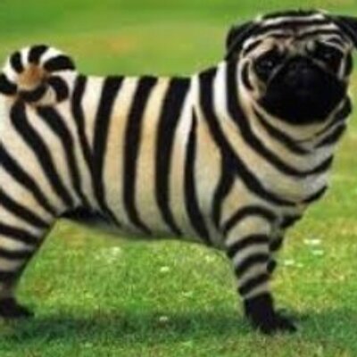 Profile Picture of Terry Claxton (@alpandabout) on Twitter