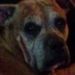 Profile Picture of Jacob Xavier (@luckymel01) on Pinterest