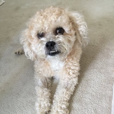 Profile Picture of Robert Yang  ❤️ 🐕 ❤️ 🐾 ❤️ 🧖🏼‍♀️ 💔 👼🏼 💔 🌈 💔 (@RobertTYang) on Twitter