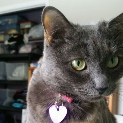 Profile Picture of Kelsey Brewer (@kelsb56) on Twitter