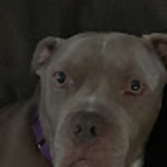 Ruby Dewildt - Poshmark Profile Picture of Ruby Dewildt (@sirbruno) on Poshmark