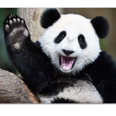 Panda Value - Twitter Profile Picture of Panda Value (@PandaValue) on Twitter