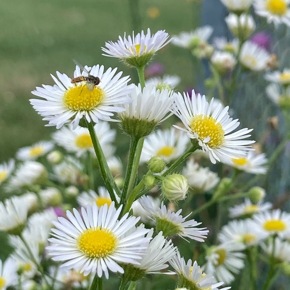 Profile Picture of Laura Distad (@lauradistad) on Poshmark