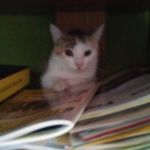 Profile Picture of Jenny Ballsieper (@jennyballsieper) on Instagram