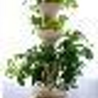 Profile Picture of Robert S Simmons (@aeroponicgrown) on Twitter