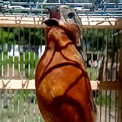 Profile Picture of Luis Ambrosio (@luisambrosio8367) on Youtube