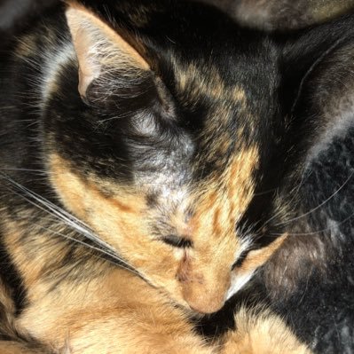 Profile Picture of Jennifer (@jenniferreiff84) on Twitter