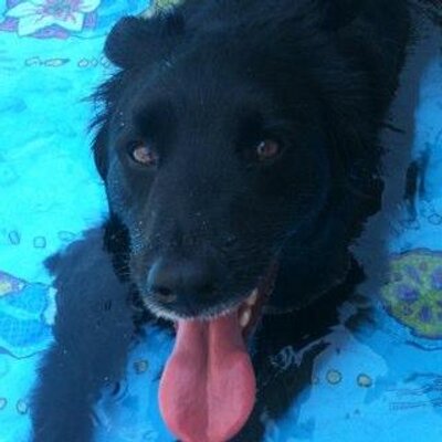 Profile Picture of Matt Nasca (@regularBogie) on Twitter