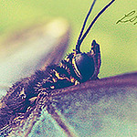 Profile Picture of Λευκε. (@Λευκε.) on Flickr