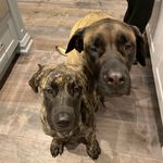 Profile Picture of Hazel & Zoe (@hazel_and_zoe_english_mastiffs) on Instagram