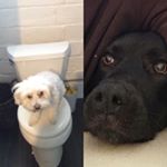 Sam Vannucci - Instagram Profile Picture of Sam Vannucci (@gingles_georgie) on Instagram