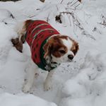 Profile Picture of toby burton (@toby_the_cavalierr) on Instagram