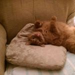 Profile Picture of Chris Evola (@chris.evola) on Instagram