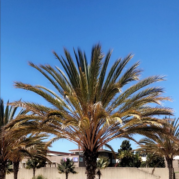 Profile Picture of Rebecca Downs-honey (@rebeccadh427) on Poshmark